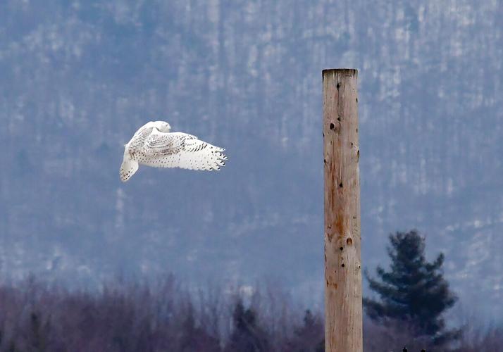 Snowy owl