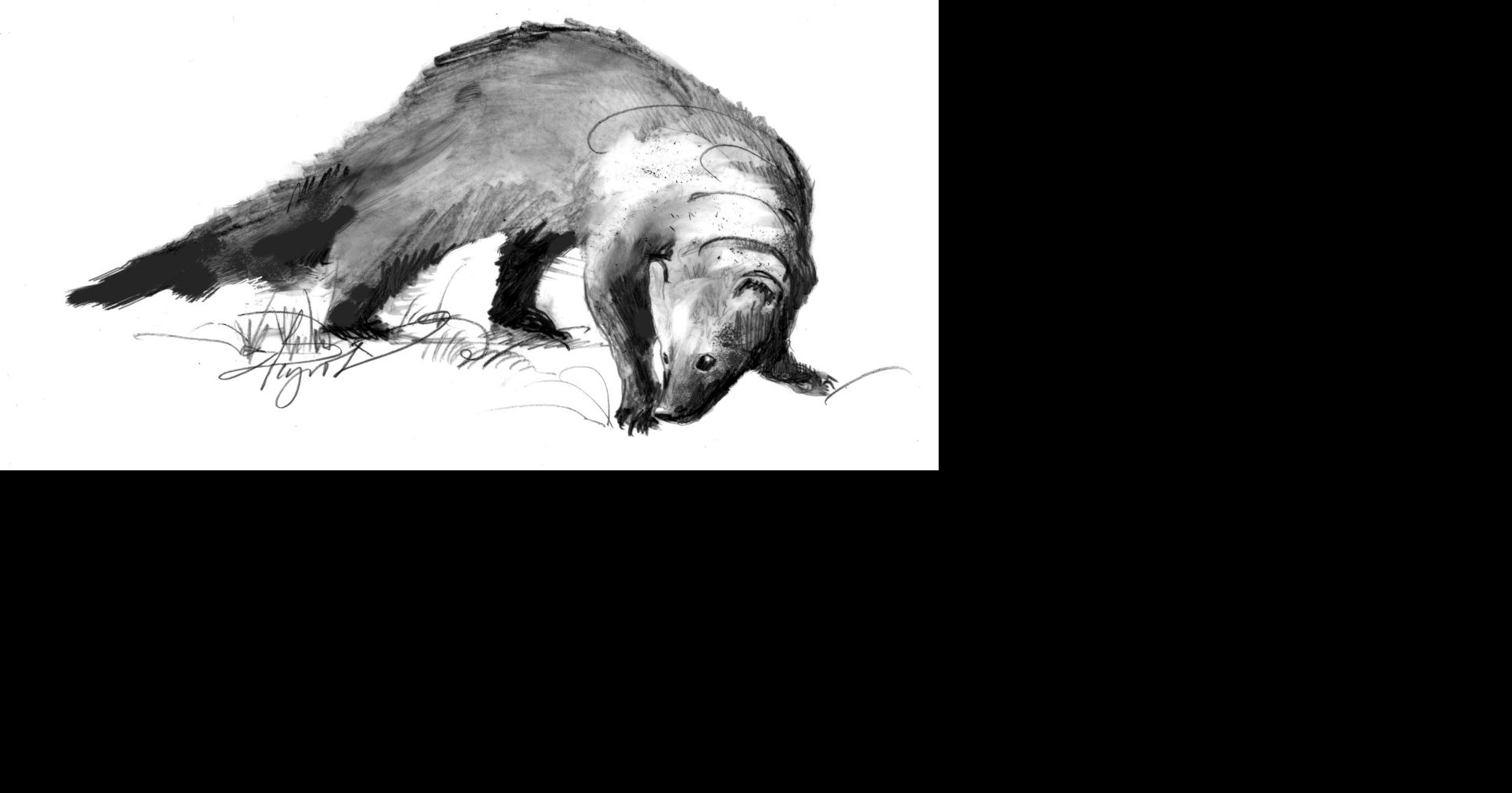 The fisher Not a cat; elusive, fast, a porcupine’s nightmare Outside