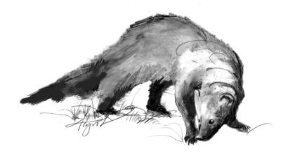 Outside Story: "fisher cat"