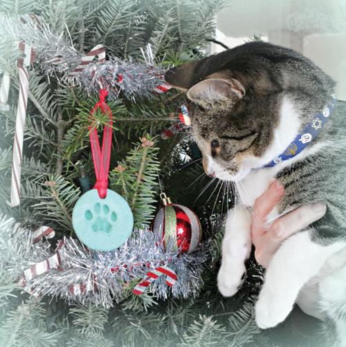 North Country Animal League Is Holding A Holiday Open House