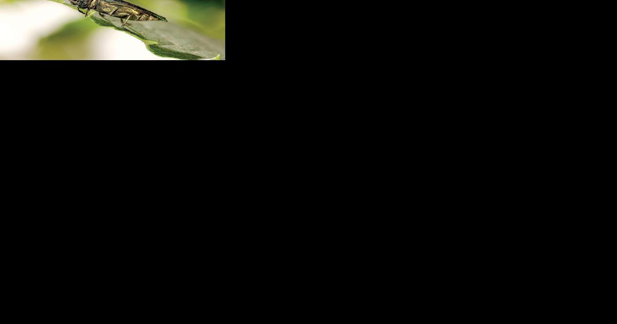 Towns should establish ash borer strategies, says extension system - Vimarsana News