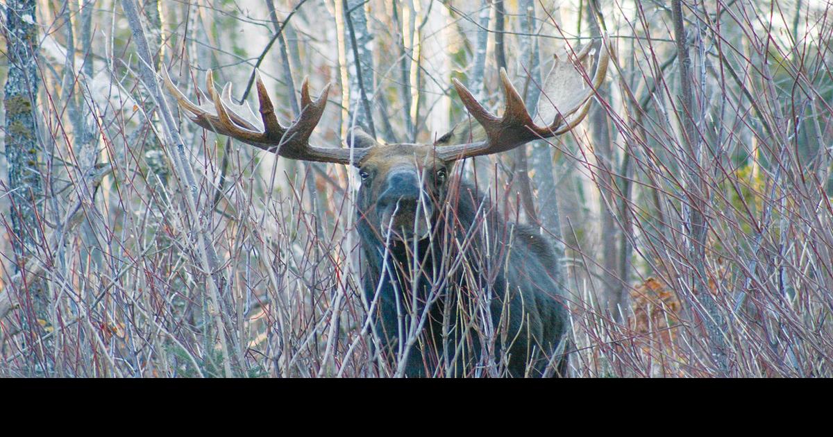 Want to hunt for moose? Deadline approaches Outside