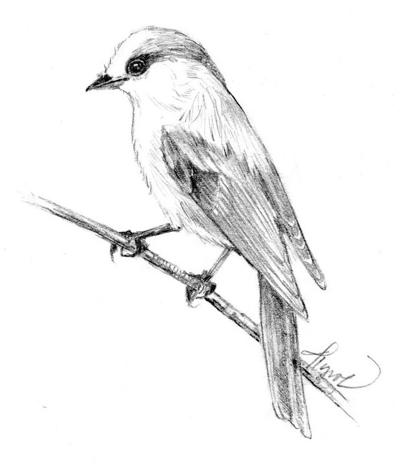 The Outside Story: Gray Jay (Perisoreus canadensis)