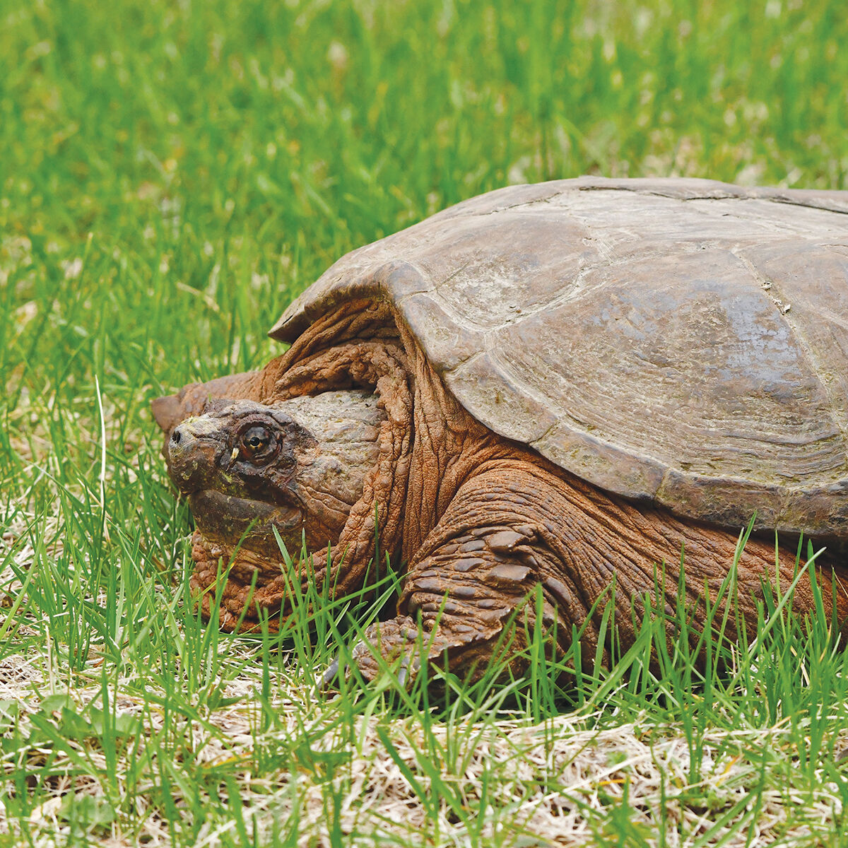Wildlife experts warn leave turtles in the wild | Local News