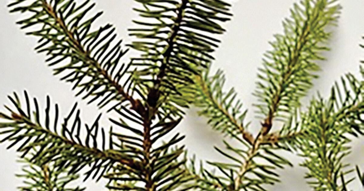 Conifers: Braving the cold | Opinion Columns | vtcng.com