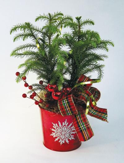 Meet The Norfolk Island Living Christmas Pine Tree Community Vtcng Com Meet The Norfolk Island Living Christmas Pine Tree Community Vtcng Com