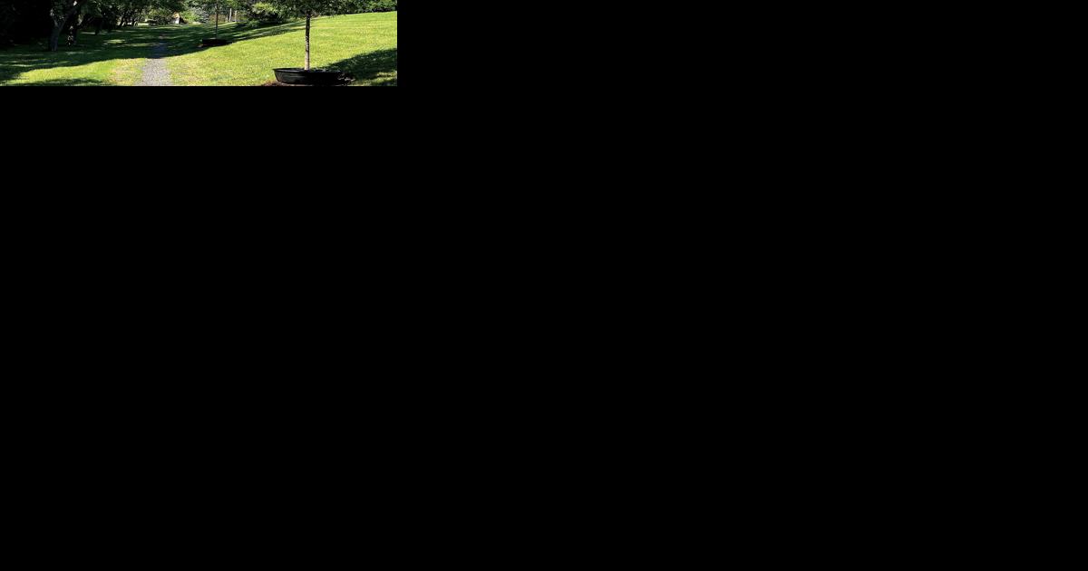 Caring for Canopy grant plants sycamore, hackberry, birch, oaks in Shelburne parks - Vimarsana News