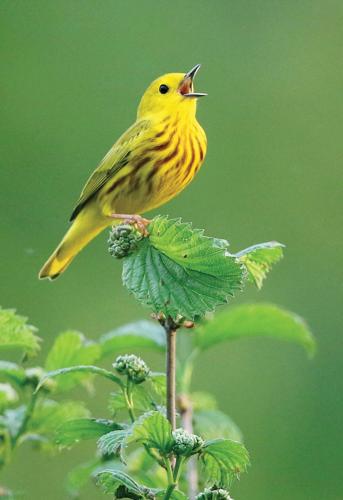 Yellow warbler