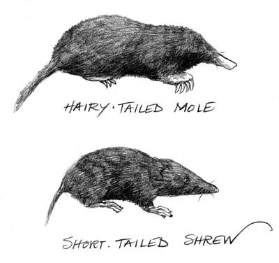 Winter larder: Moles, shrews are underrated tunnelers