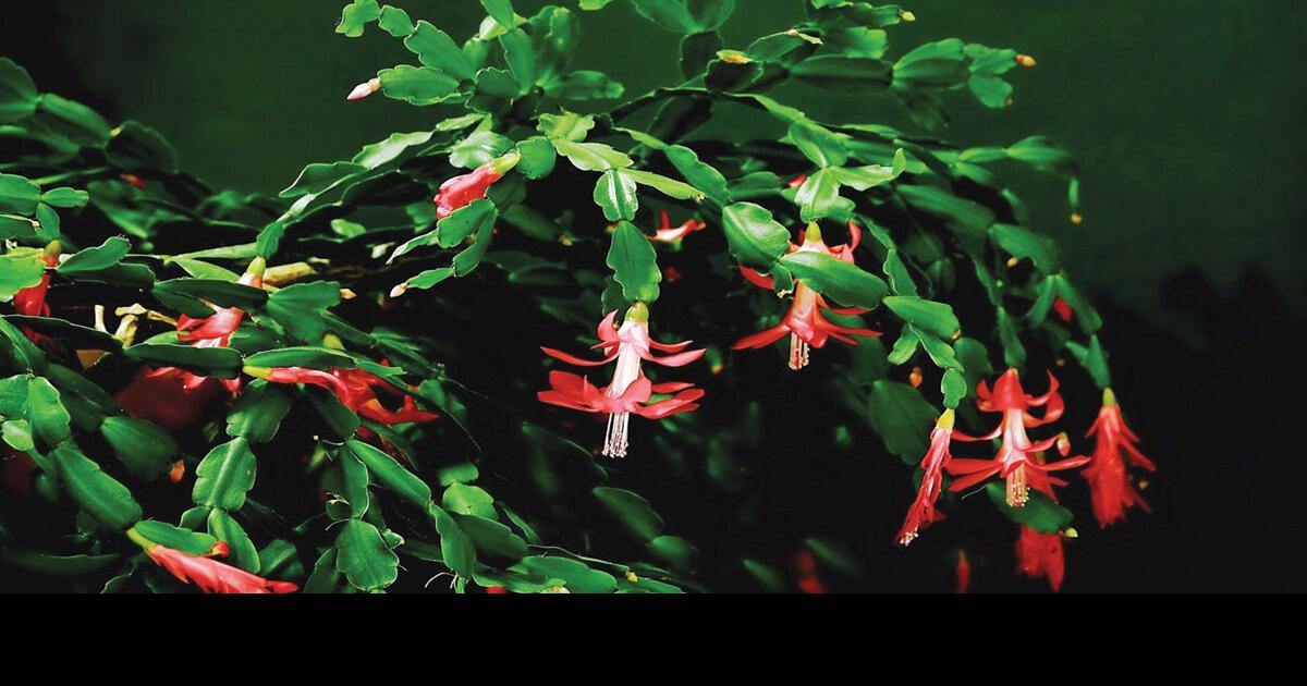 Poinsettias are perennials; Christmas cactuses are easy Noteworthy