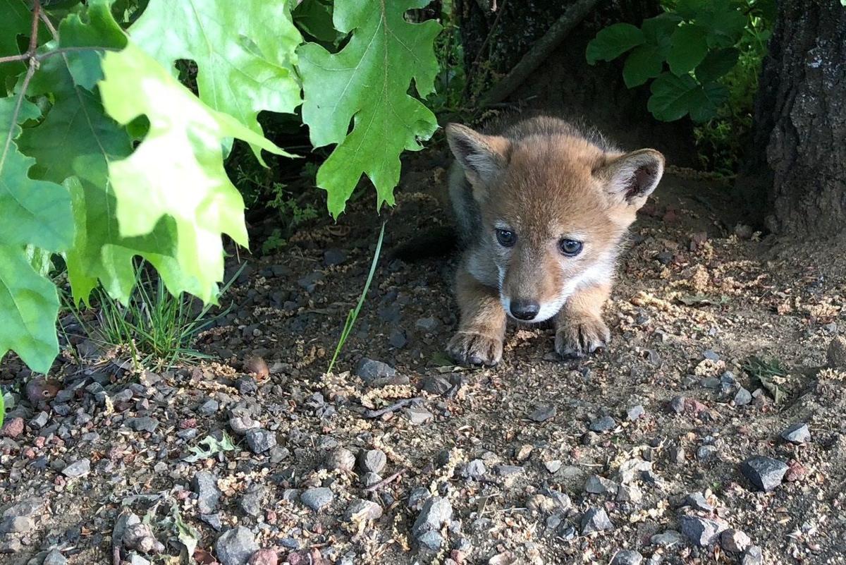 A Coyote Secret Attack Them And They Will Reproduce Faster Around Town Vtcng Com
