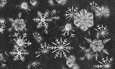 Snowflake fossils: Be your own Wilson Bentley