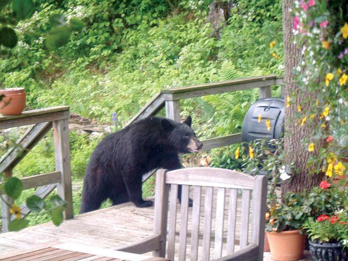 Experts share tips on how to keep bears away from compost Outdoors