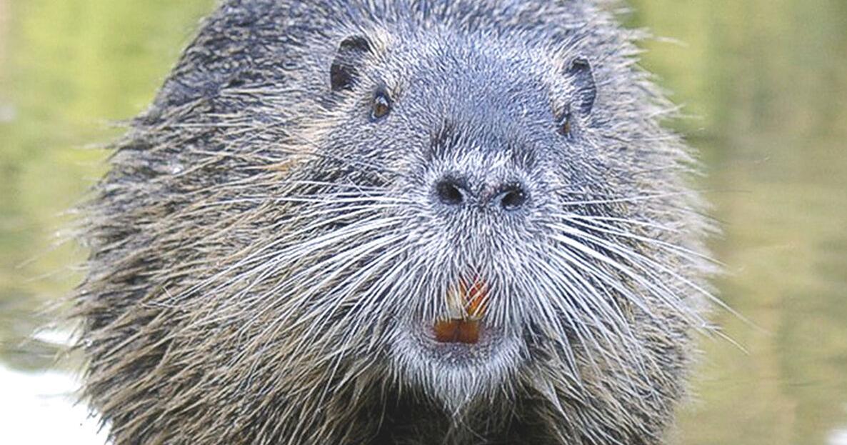 Beavers keep Stowe town crews on their toes | Local News | vtcng.com