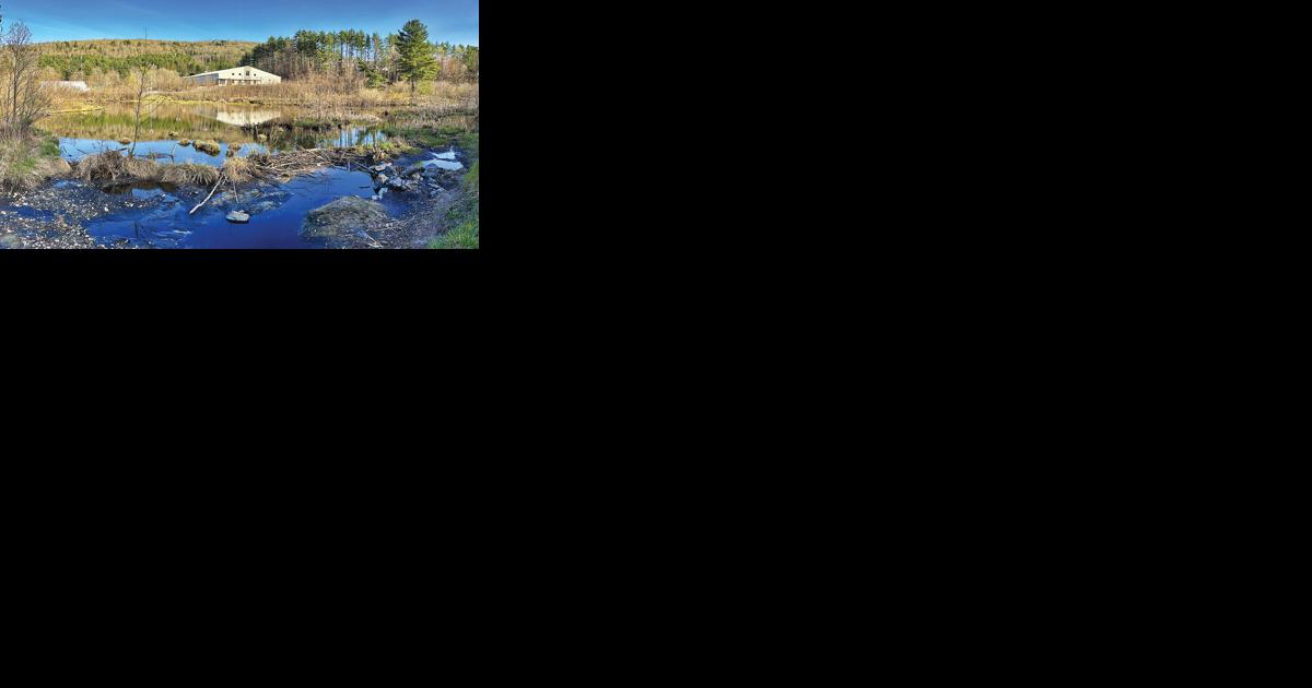 Rising wetlands pose problems for Stowe recreation fields - Vimarsana News