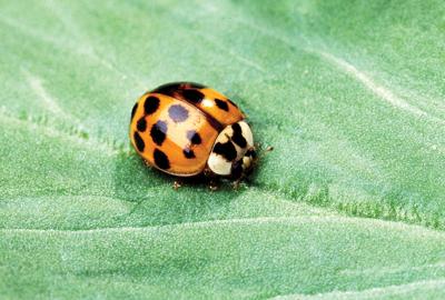 Asian multicolored lady beetle