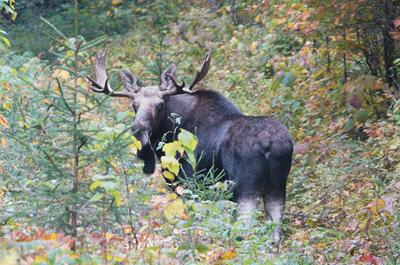 Moose: The flagship species