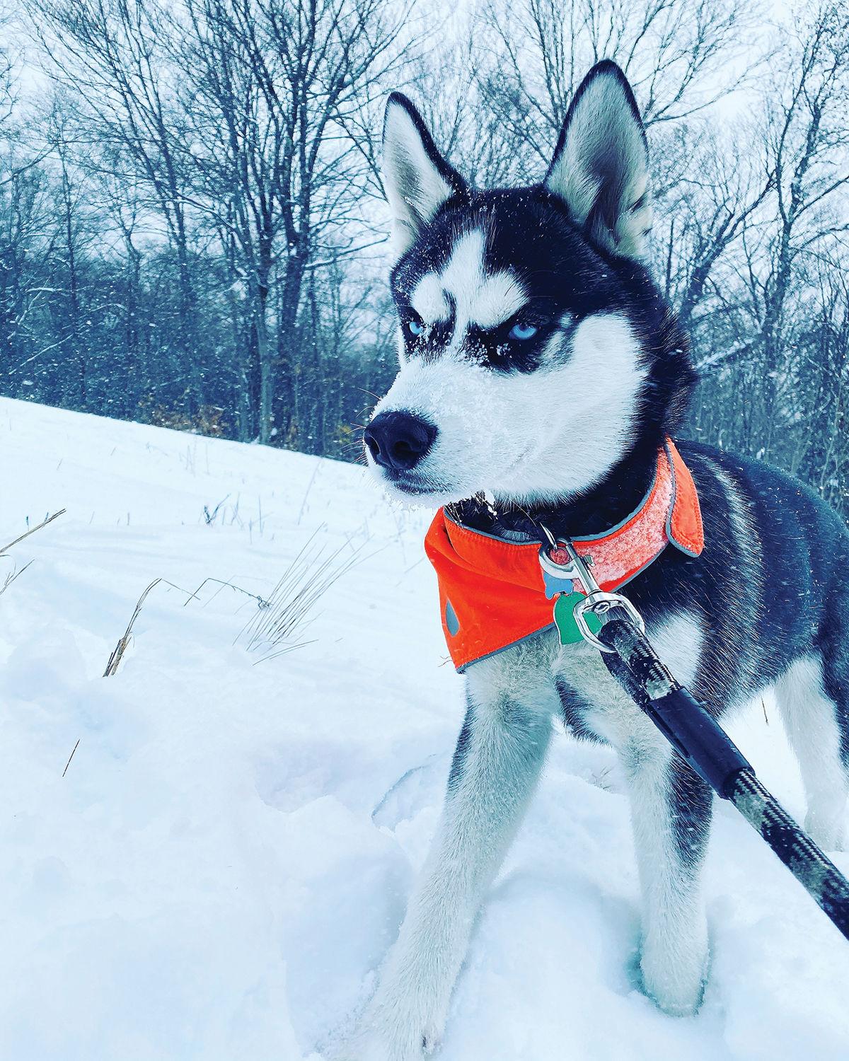 Bodhi
