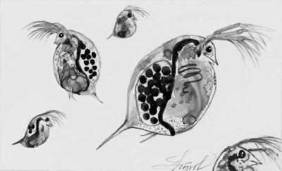 Daphnia are the cows of the lake ecosystem