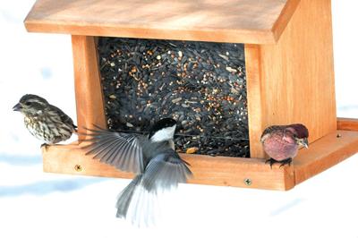 State Wildlife Officials Offer Winter Bird Feeding Tips Outdoors