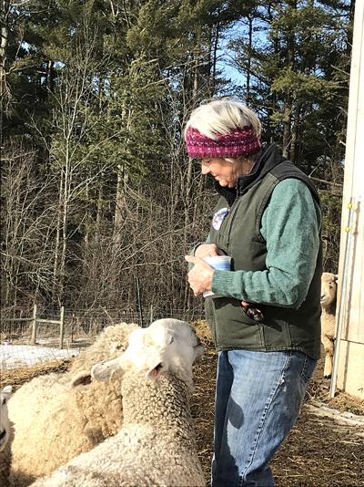 Katherine Knox: Accidental sheep farmer tends flock with hands, heart