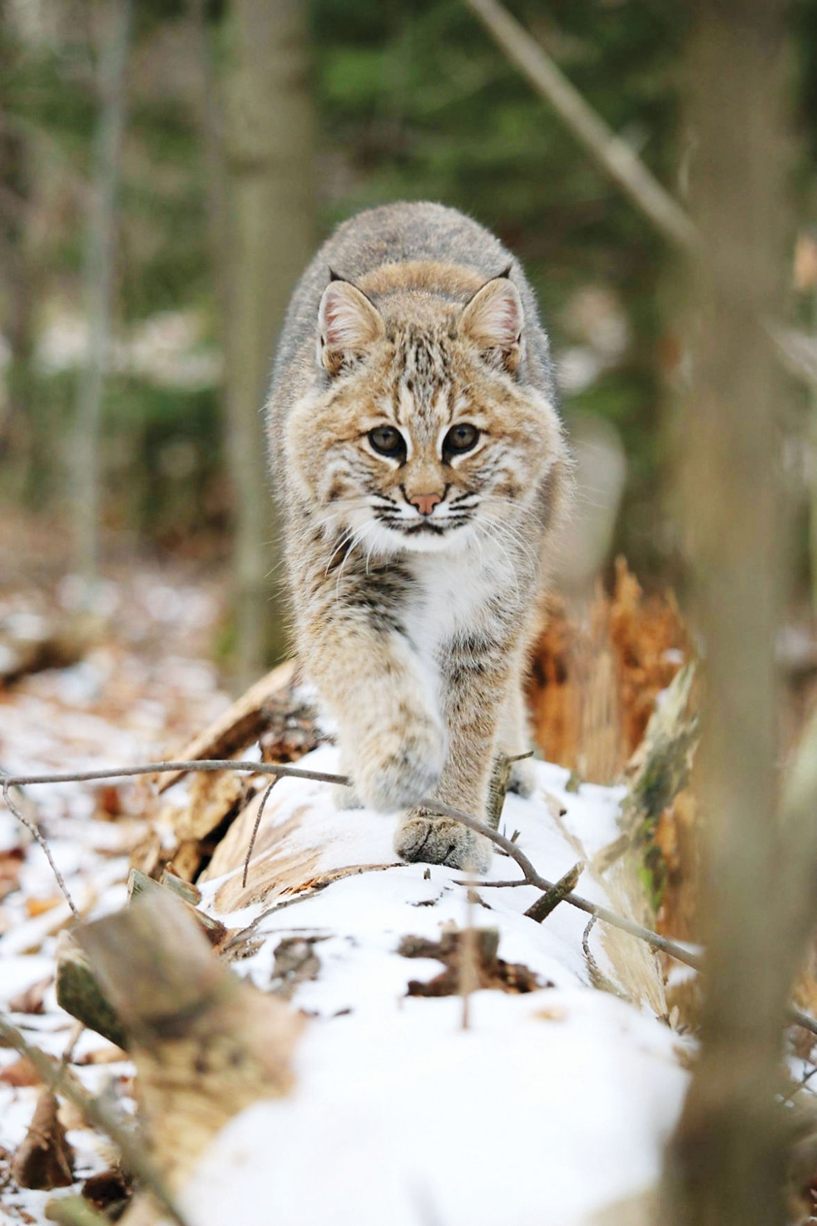 local wildlife rescue near me