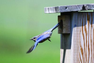 A bluebird leaving a nesting box.
