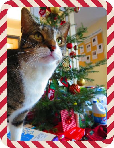 Open House Is Dec 12 At Animal Shelter Community Vtcng Com