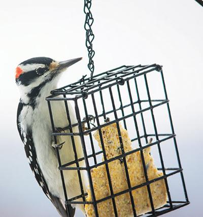 Tips On How To Attract Birds With Winter Bird Feeders Outdoors