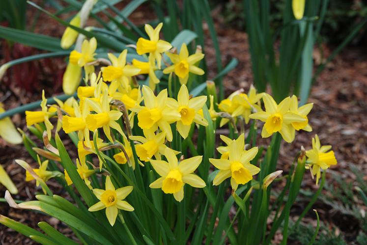 Oct-4-HG-Daffodils-SC