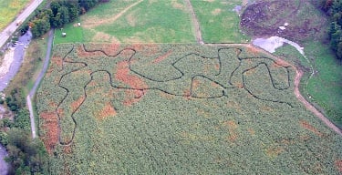 An aerial view of the Percy Farm corn maze shows the changing colors of foliage season.
