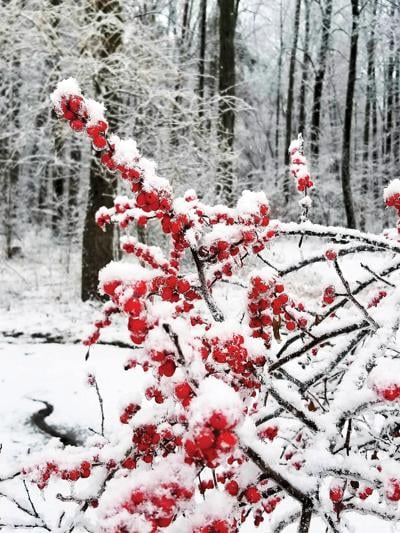 Winterberry: A native of lasting beauty