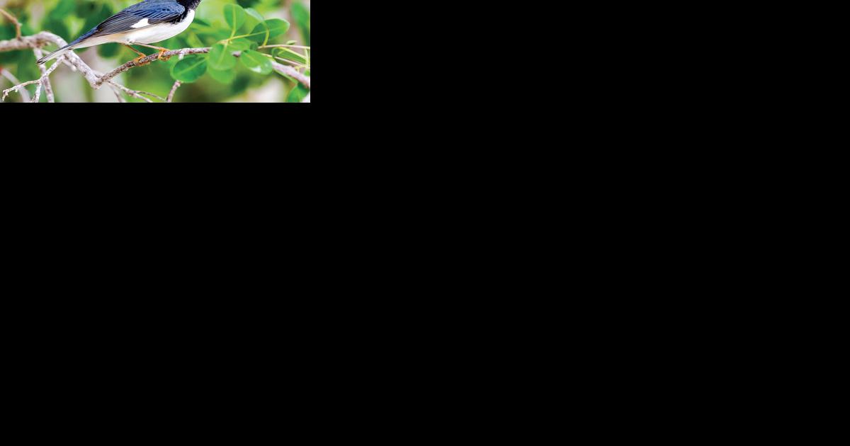 State's plan for Camels Hump balances habitat, recreation | Opinion Columns - Vimarsana News