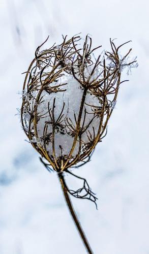 Snow Queen ... Anne’s lace