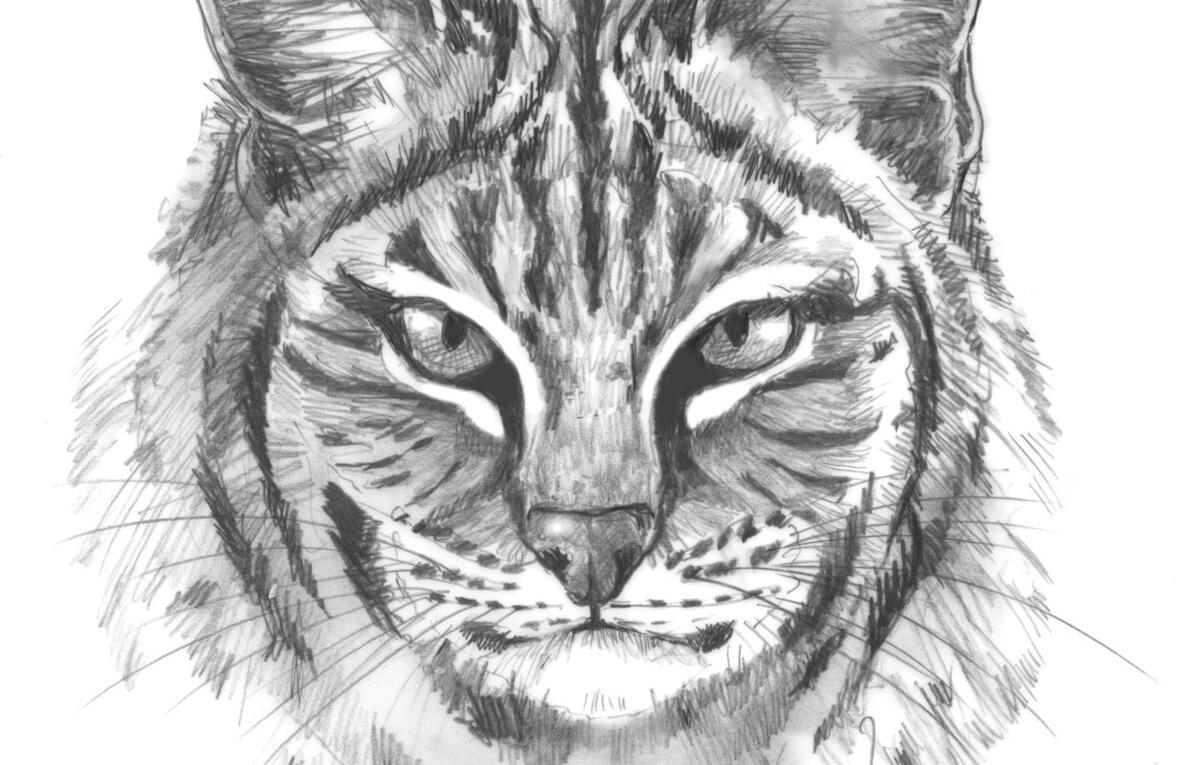 Bobcats on the go show cycle of life - Vimarsana News
