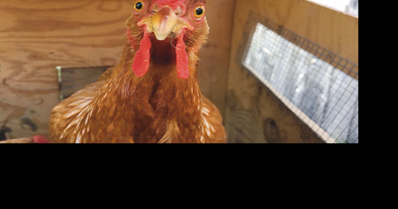 Loud roosters ruffle feathers Local News