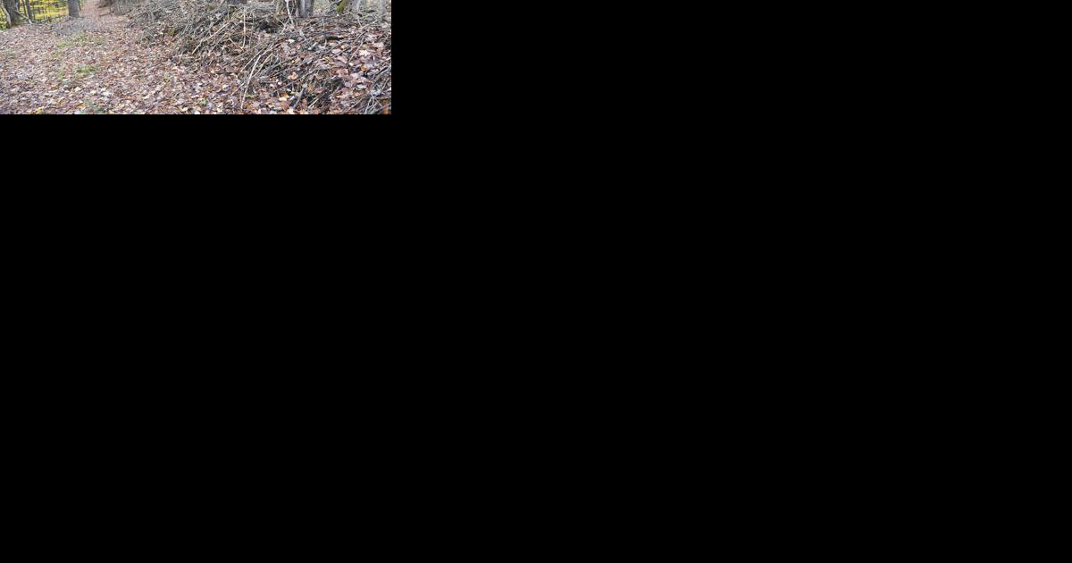 In Wolcott: Take a walk in proposed Community Forest - Vimarsana News