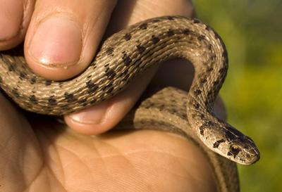 Snakes And Turtles On Risky Journey To Winter Homes Local News