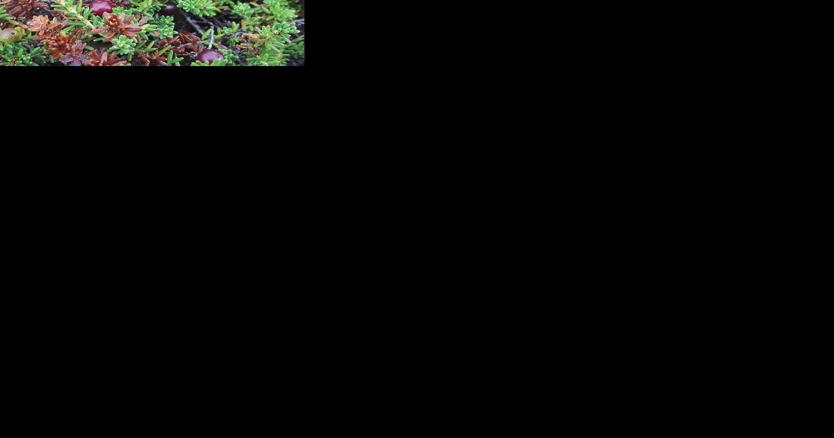 Alpine plant believed extinct in Vermont rediscovered - Vimarsana News