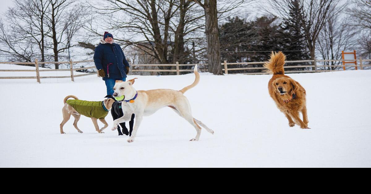 Voters will decide proposed improvements for Farrell Dog Park Local