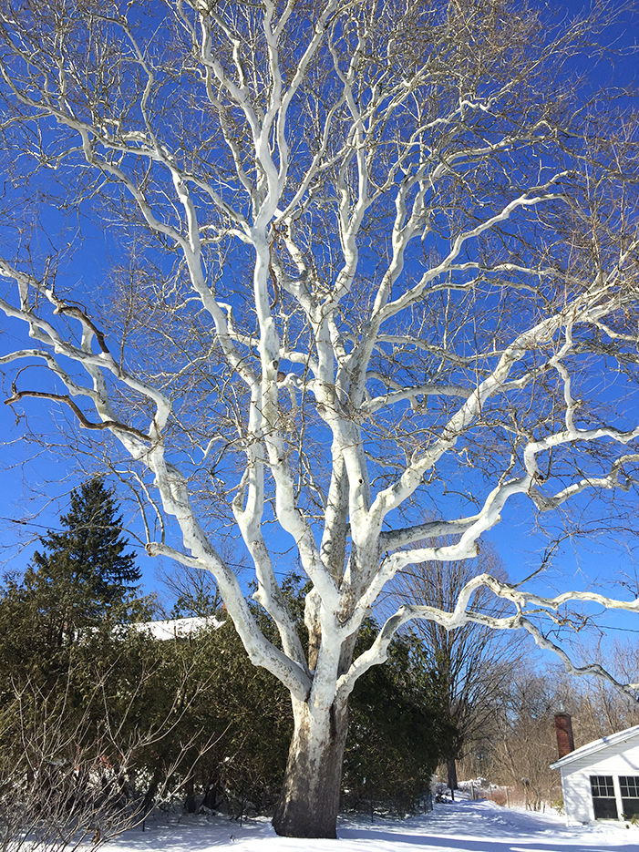 Leaflit — American Sycamore | Community | Vtcng.com