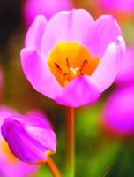 Tulip lilac wonder