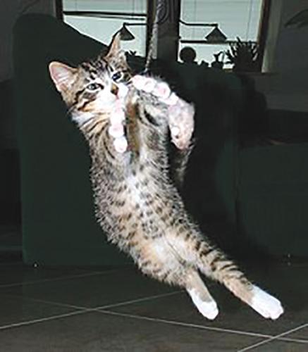 D-3-PET-New-Years-Resolution-SC-copy