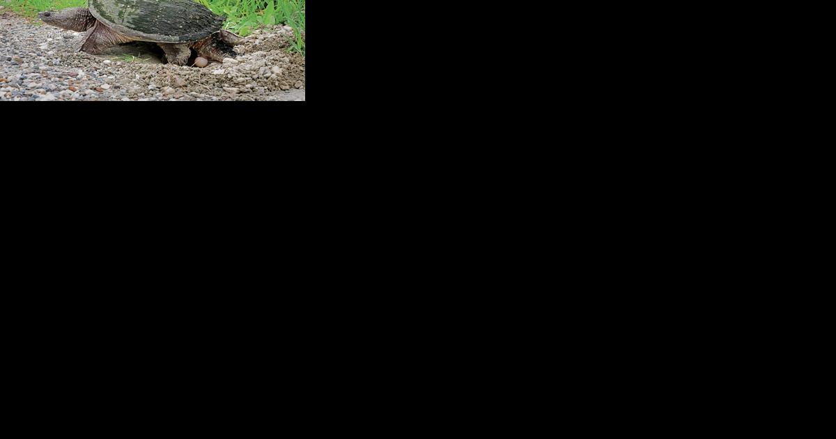 Help a turtle out: Drivers should be alert near ponds, wetlands - Vimarsana News