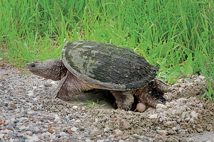 Turtles are on the move