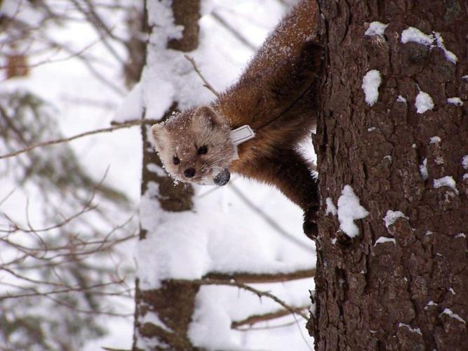 A marten with a radio collar descends a tree in this photo taken by the New York Department of Environmental Conservation.