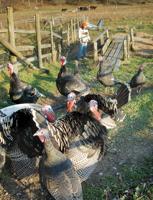 Predators kill most of farm’s turkeys 
