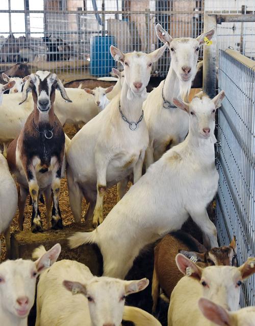 Joneslan Farm
