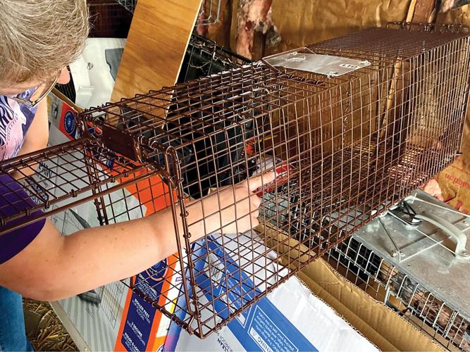 Wear explains how her traps work