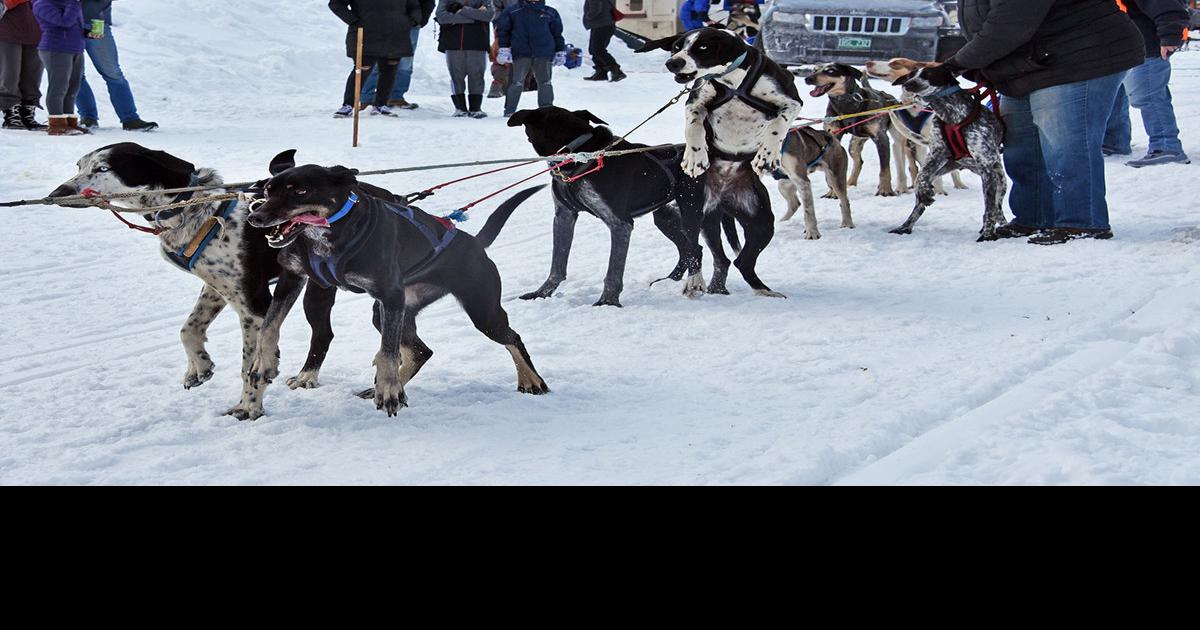 Sled dogs coming back to Morrisville next weekend Sports